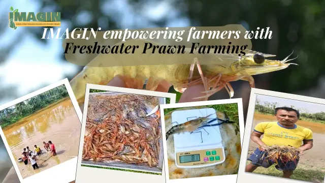 Prawn Farming